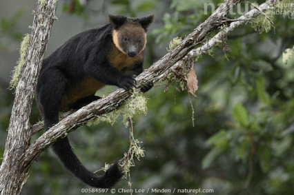 Kanguru Pohon Papua Satwa Endemik Yang Masih Dikonsumsi