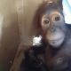 Tawarkan Orangutan, Seorang Pemuda Ditangkap Petugas