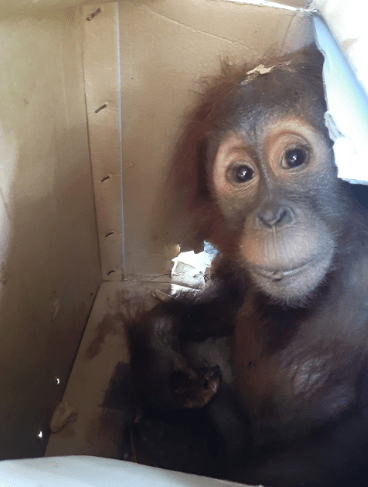 Tawarkan Orangutan, Seorang Pemuda Ditangkap Petugas
