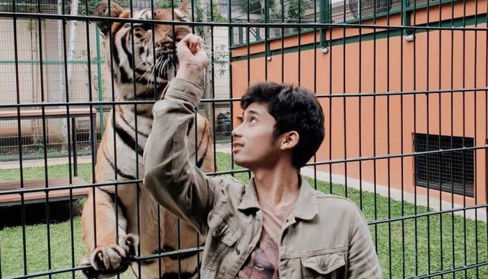 Kejanggalan Penangkaran Harimau Benggala Milik Alshad Ahmad