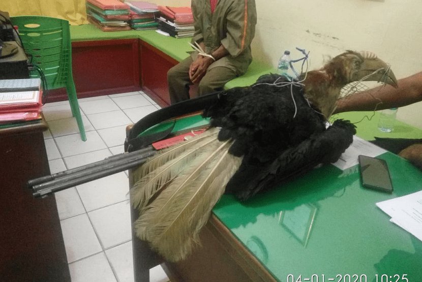 Tembak dan Awetkan Burung Enggang Jambul, Seorang Petani Ditangkap Polisi