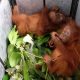 Dua Anakan Orangutan Diamankan Dari Pemburu