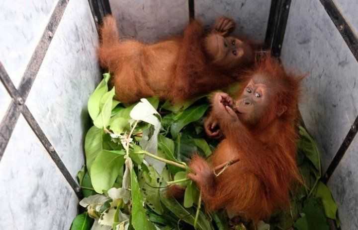 Dua Anakan Orangutan Diamankan Dari Pemburu