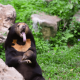 Pelihara Sepasang Beruang Madu Diselamatkan dari Tangan Pemelihara