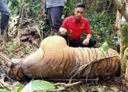 Dijerat Pemburu, Seekor Harimau Sumatra Ditemukan Mati Membusuk