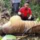Dijerat Pemburu, Seekor Harimau Sumatra Ditemukan Mati Membusuk