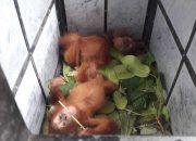Tersangka Perdagangan Orangutan Ditetapkan, Terancam Hukuman 5 Tahun Penjara