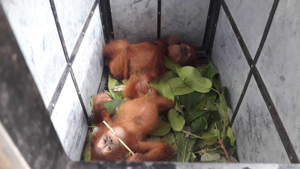 Tersangka Perdagangan Orangutan Ditetapkan, Terancam Hukuman 5 Tahun Penjara