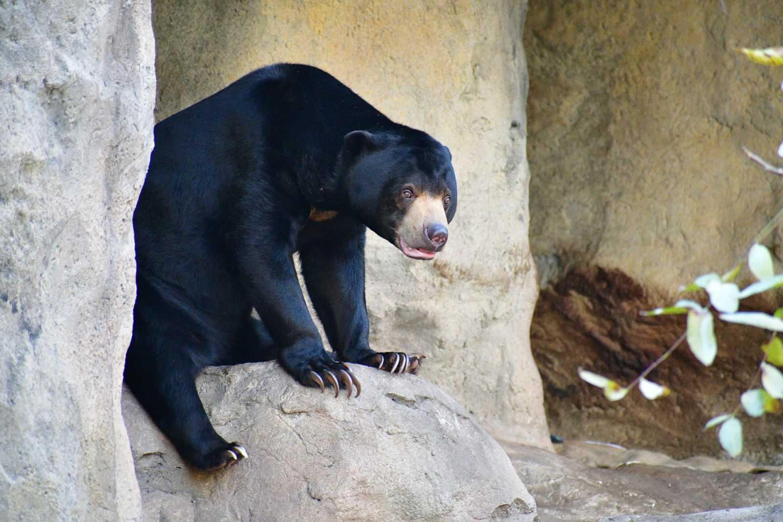 Pelihara Sepasang Beruang Madu Diselamatkan dari Tangan Pemelihara