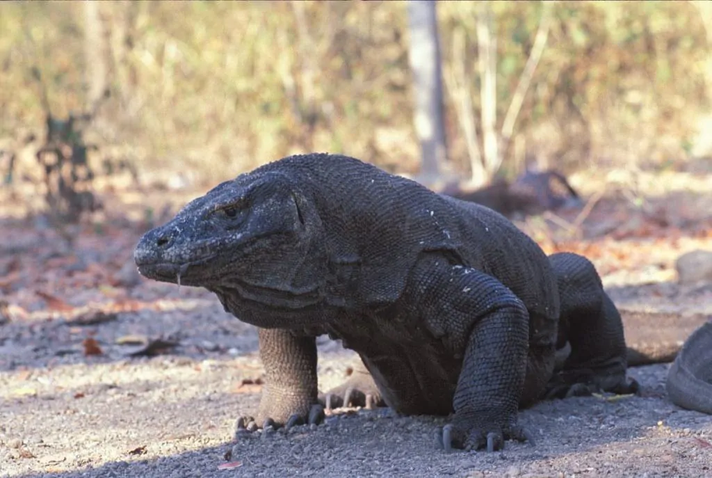 Wajib Tahu! 13 Jenis Biawak Dilindungi di Indonesia