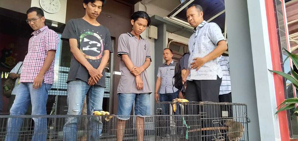 Sempat Masuk Penjara, Pedagang Kucing Hutan Kembali Ditangkap Polisi