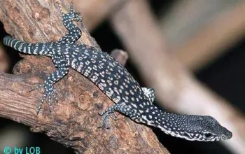 Varanus Similis Lutz Obelgonner reptil-care.de