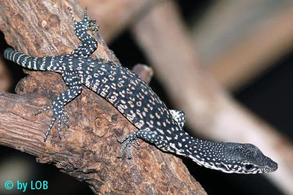 Wajib Tahu! 13 Jenis Biawak Dilindungi di Indonesia