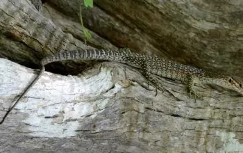 Varanus auffenbergi Stijn Cooleman Inaturalist.org