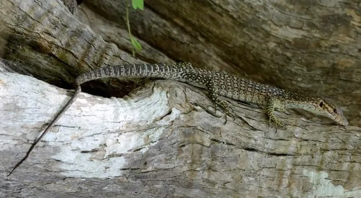 Wajib Tahu! 13 Jenis Biawak Dilindungi di Indonesia