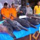 Nelayan Diciduk Polisi Setelah Ketahuan Bunuh dan Perdagangkan Lumba-lumba