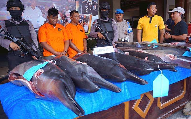 Nelayan Diciduk Polisi Setelah Ketahuan Bunuh dan Perdagangkan Lumba-lumba