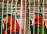 Jual Burung Nuri asal Papua, Warga Malang Diciduk Polisi
