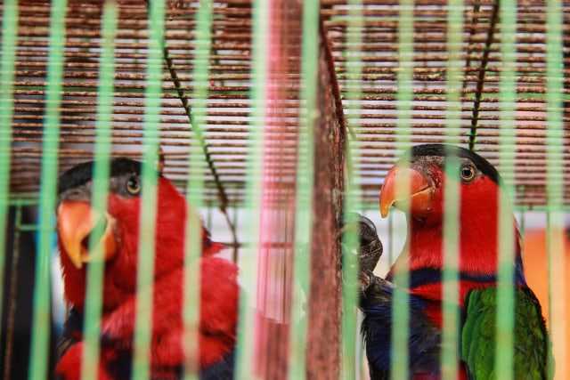 Jual Burung Nuri asal Papua, Warga Malang Diciduk Polisi