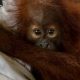 Bayi Orangutan Diselamatkan dari Perdagangan Ilegal Satwa di Sumatra