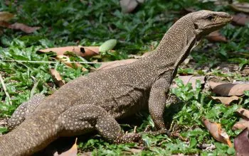 varanus nebulosus Marcelfinlay inaturalist