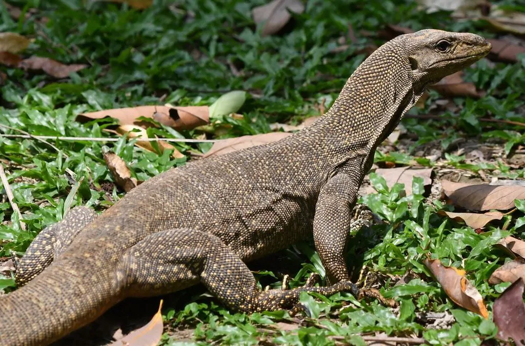 Wajib Tahu! 13 Jenis Biawak Dilindungi di Indonesia