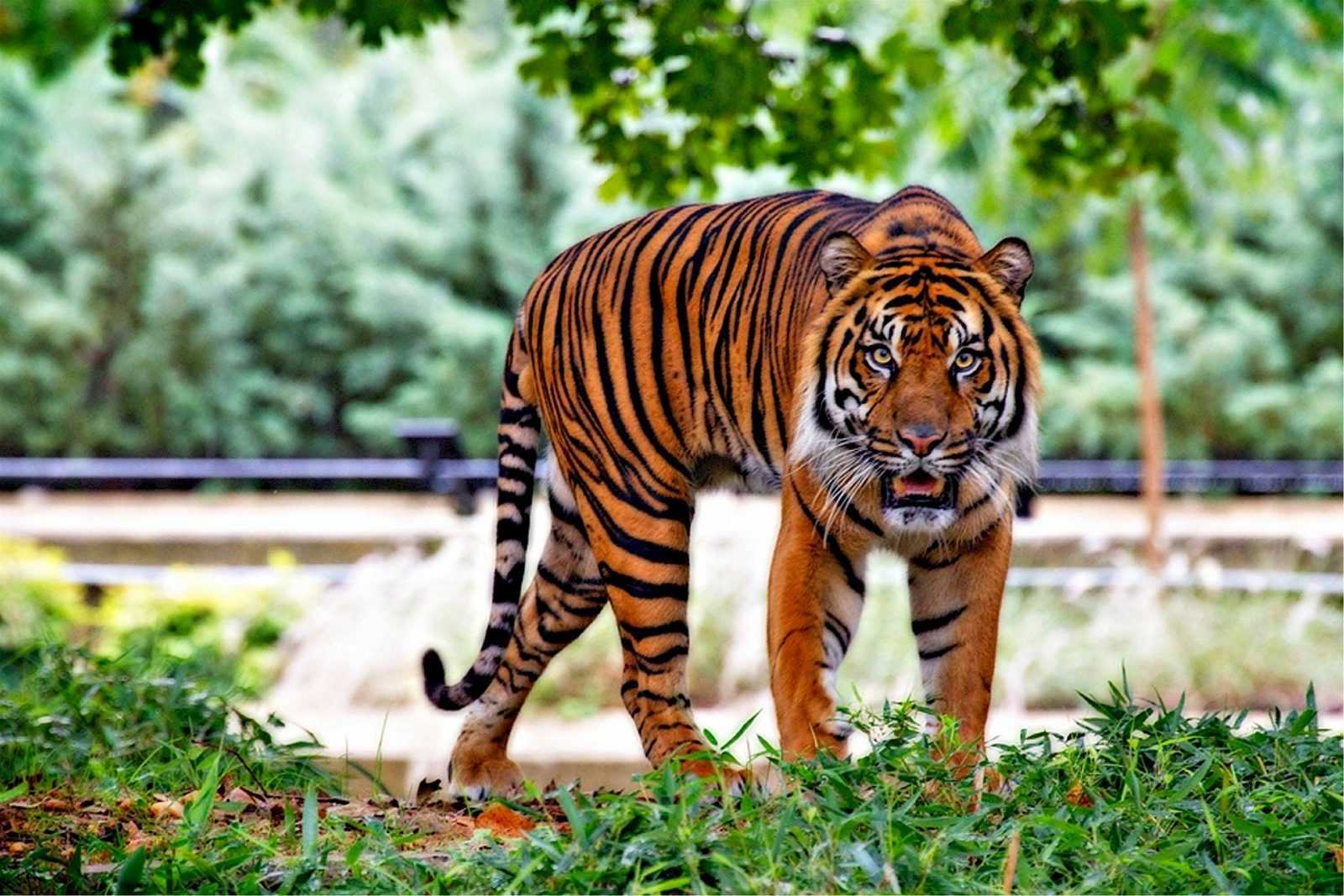 Sejak Januari 2020, 2 Harimau Sumatra Dilepasliarkan ke Habitatnya