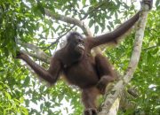 Mengenal Orangutan, Si Kera Besar yang Terancam Punah