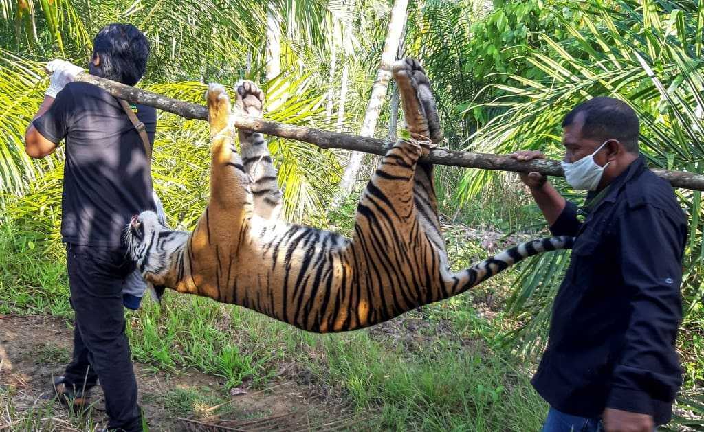 Konflik Tak Berujung, Dua Harimau Sumatra Mati Diracun
