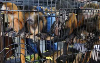 Polda Banten Ciduk Penjual Lutung Jawa dan Kancil via Medsos