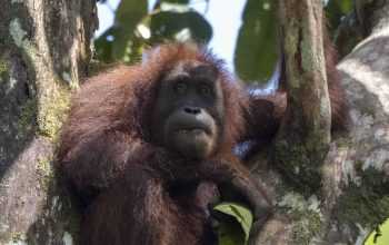 Orangutan kalimantan christopher michel flickr