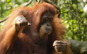 Orangutan lindy15 pixabay