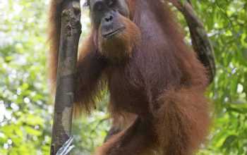 Orangutan sumatra lip kee flickr