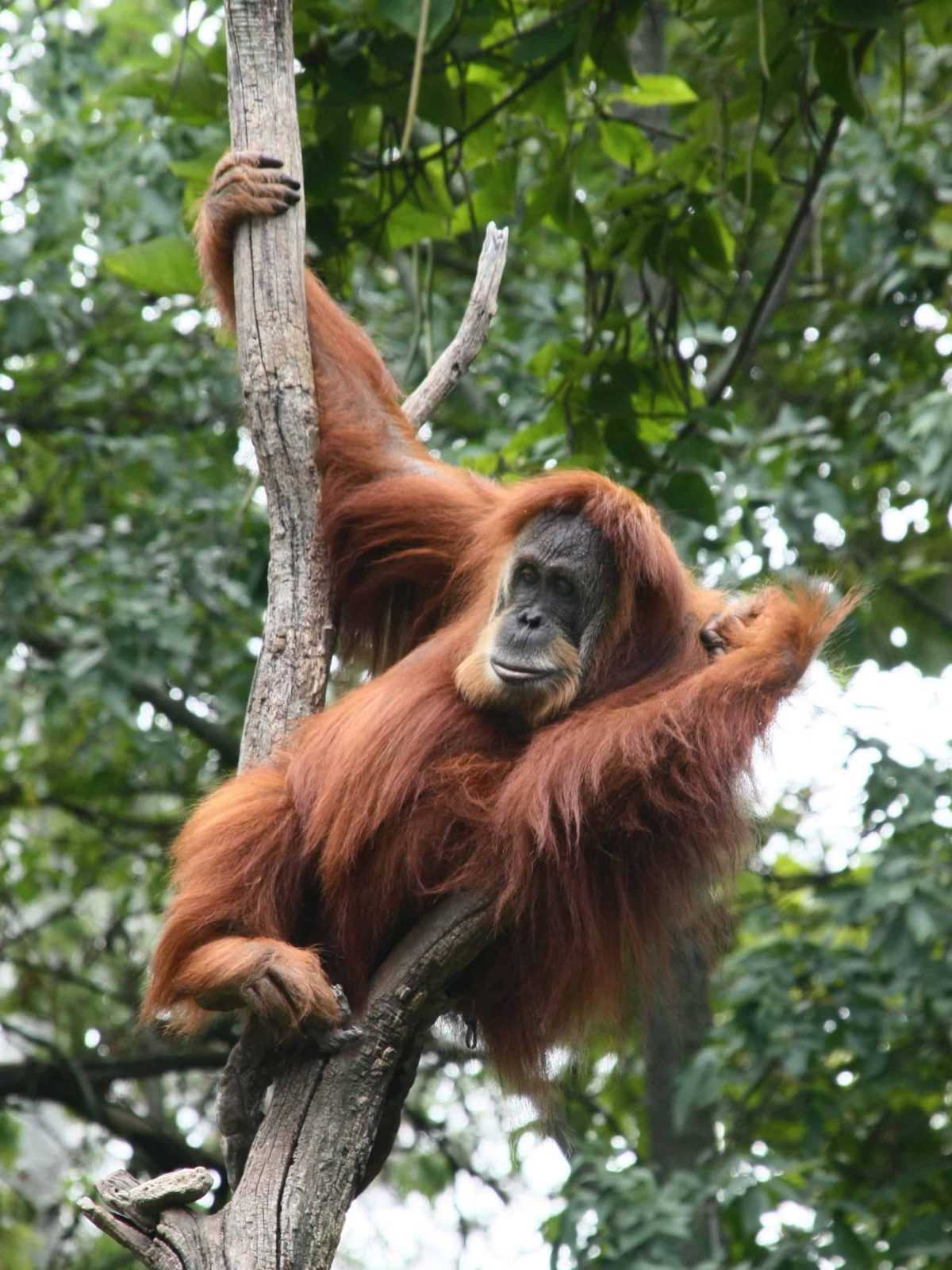 Mengenal Orangutan Si Kera Besar  yang Terancam Punah