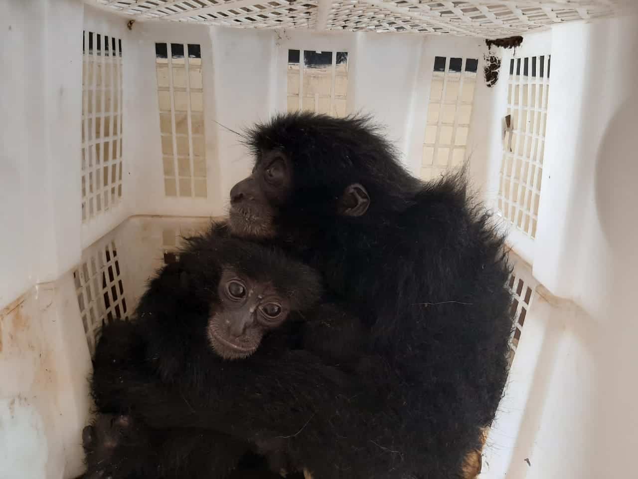 Seorang Pemasok Spesialis Primata Dilindungi Ditangkap Polda Lampung