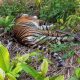 Konflik Tak Berujung, Dua Harimau Sumatra Mati Diracun
