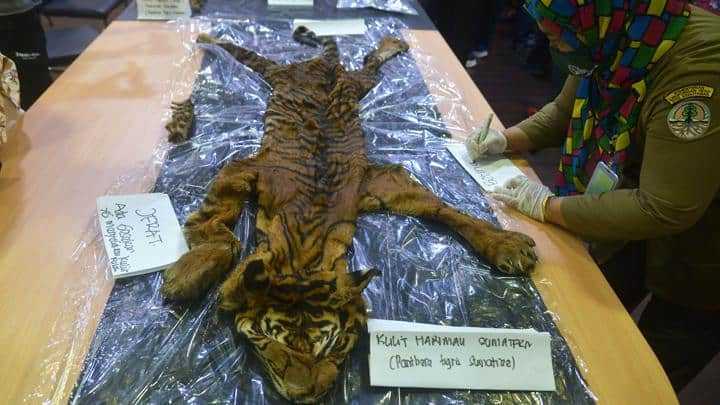 4 Tersangka Perdagangan Kulit Harimau Sumatra Ditangkap, 1 DPO