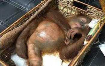 orangutan keranjang bali tribun bali tribunnews