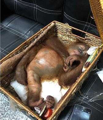 Mengenal Orangutan, Si Kera Besar yang Terancam Punah