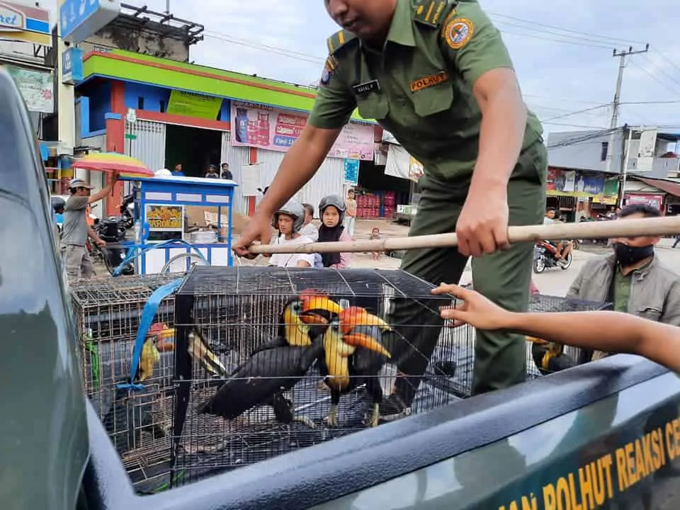 Perdagangan Rangkong dan Elang Digagalkan Gakkum KLHK