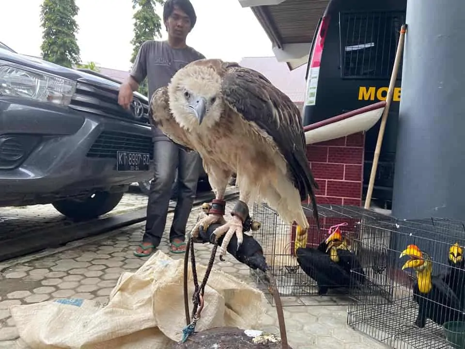 Perdagangan Rangkong dan Elang Digagalkan Gakkum KLHK