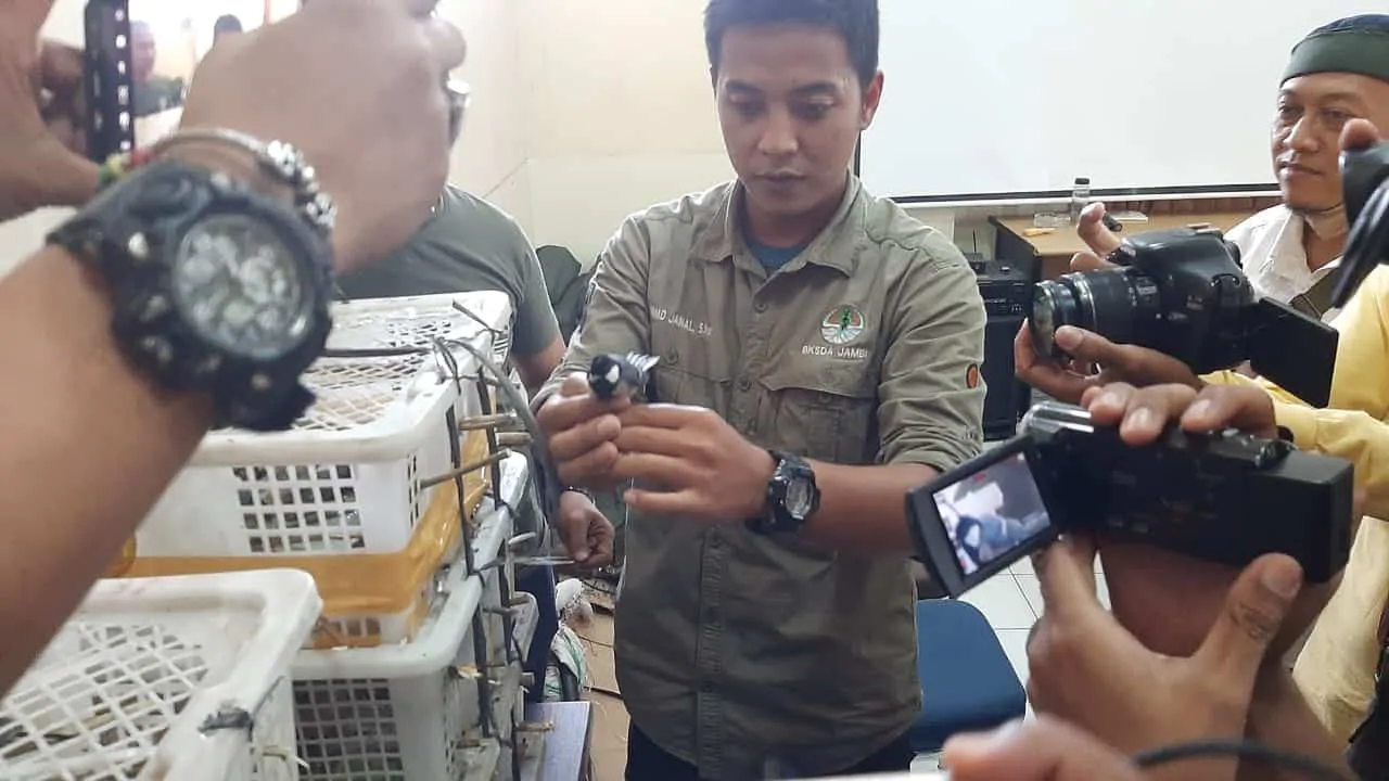 Pengiriman 240 Gelatik Batu Tanpa Dokumen Digagalkan BKSDA Jambi