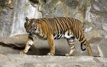 harimau sumatra wikipedia