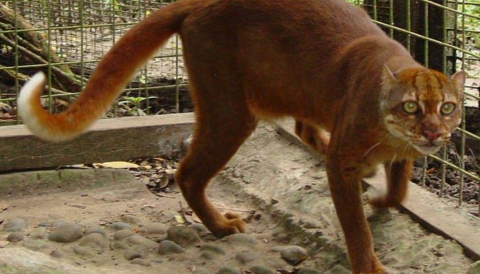 Kucing Merah Kalimantan yang Dipertanyakan