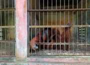 2 Orangutan dari Kebun Binatang Tak Berizin di Jawa Tengah Akan Kembali ke Habitatnya