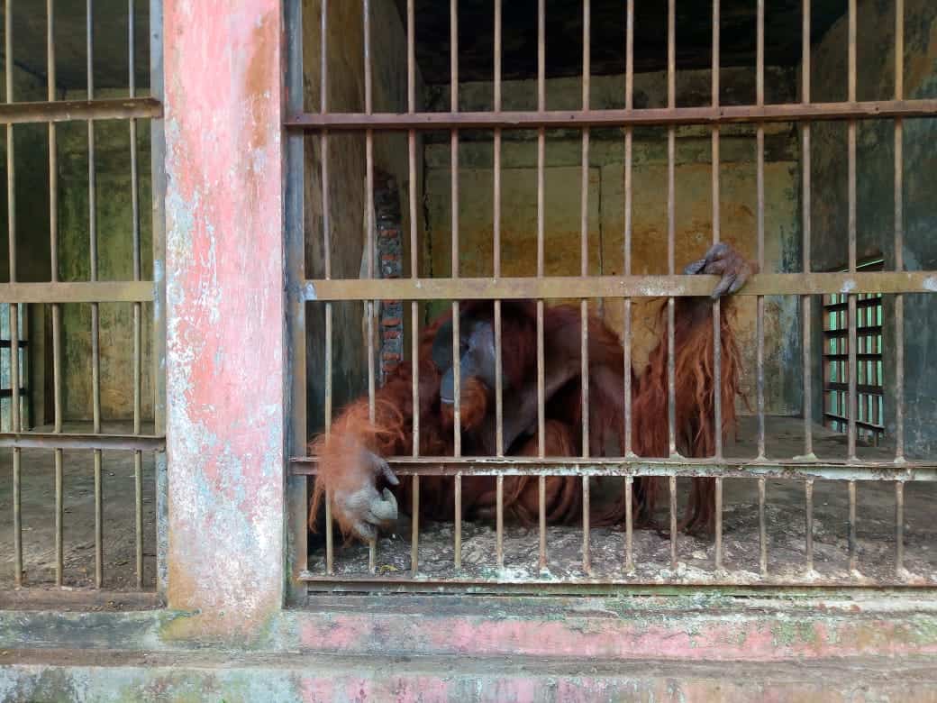 2 Orangutan dari Kebun Binatang  Tak Berizin di  Jawa  Tengah  