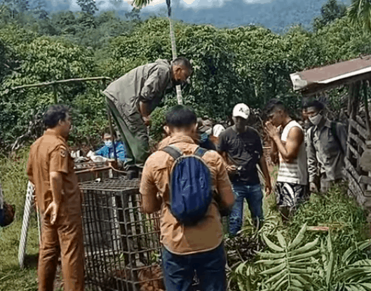 Pemuda Ngaku Wartawan Diduga Hendak Curi Kumis Harimau