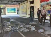 Polisi Gagalkan Penyelundupan 36 Penyu Hijau dari Sumbawa ke Bali