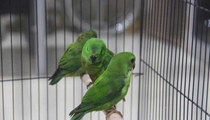 Penyelundupan Burung Serindit ke Jakarta Digagalkan Petugas Karantina