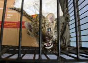Penyelundup Singa dan Leopard dari Malaysia Dituntut 4 Tahun Penjara